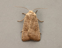 73.099 BF2384 Vine's Rustic Hoplodrina ambigua