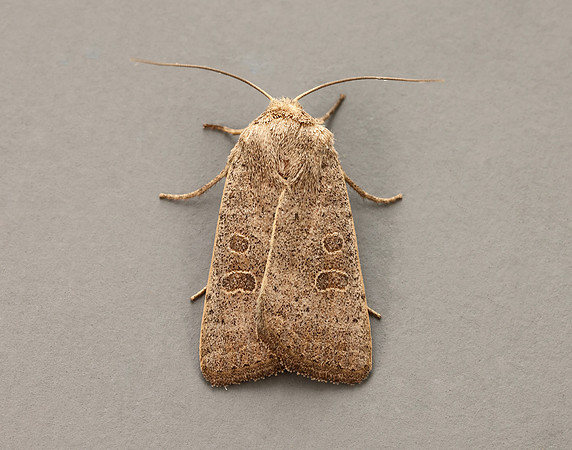 73.099 BF2384 Vine's Rustic Hoplodrina ambigua