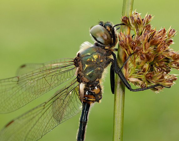 Northern Emerald Somatochlora arctica