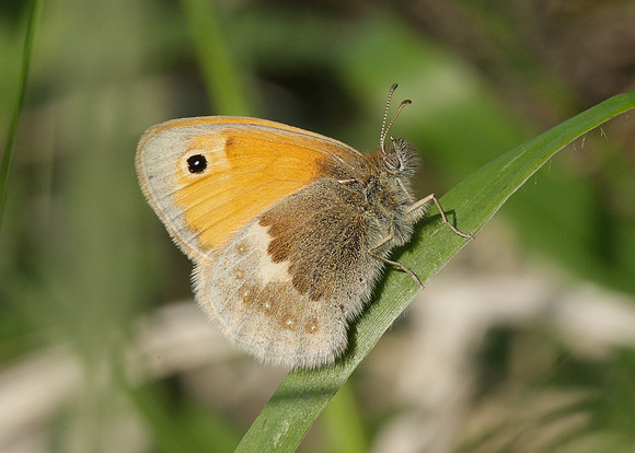 Small Heath Coenonympha pamphilus