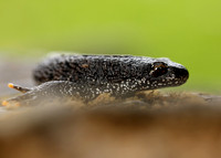 Great Crested Newt Triturus cristatus;