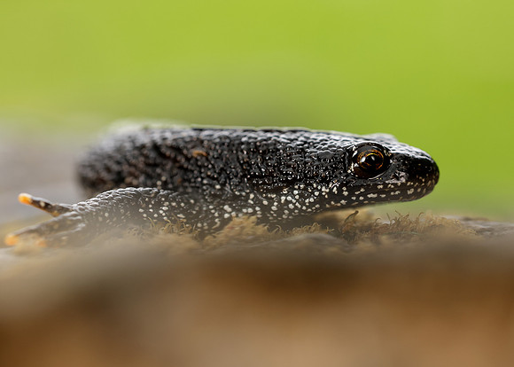 Great Crested Newt Triturus cristatus;