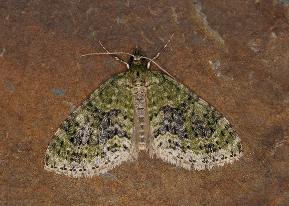 70.200 BF1883 Yellow-barred Brindle Acasis viretata