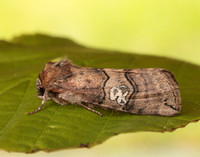 65.010 BF1654 Figure of Eighty Tethea ocularis