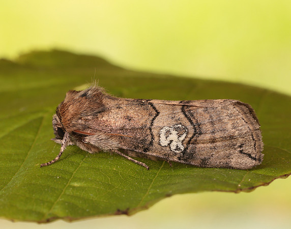 65.010 BF1654 Figure of Eighty Tethea ocularis