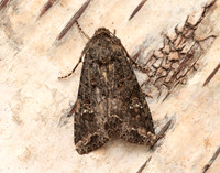73.274 BF2154 Cabbage Moth Mamestra brassicae