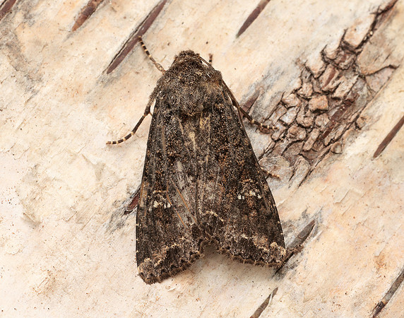 73.274 BF2154 Cabbage Moth Mamestra brassicae