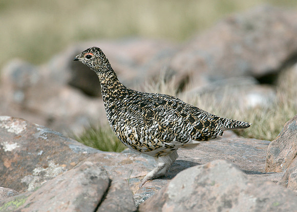 Ptarmigan Lagopus mutus