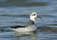 Grey Phalarope Phalaropus fulicarius