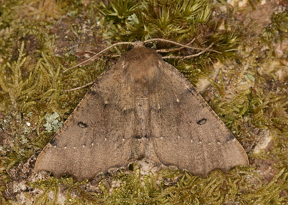 70.240 BF1920 Scalloped Hazel Odontopera bidentata