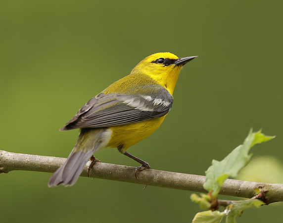Blue-winged Warbler Vermivora cyanoptera