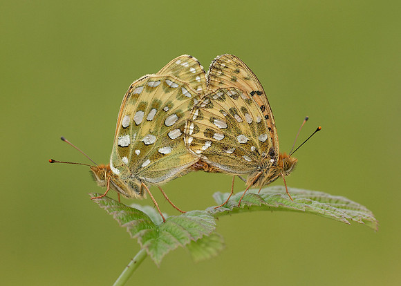 Dark Green fritillary Argynnis aglaja
