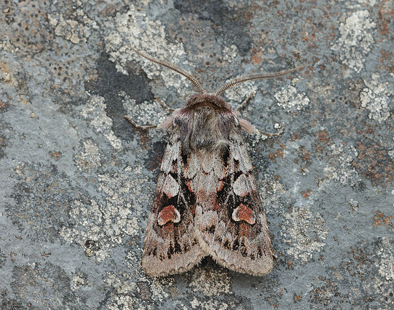 73.363 BF2125 Northern Dart Xestia alpicola