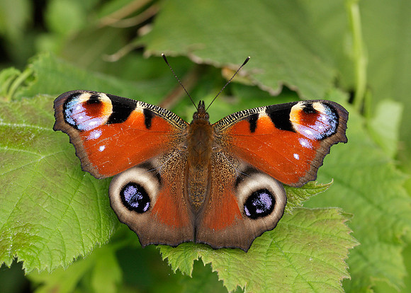 Peacock Inachis io