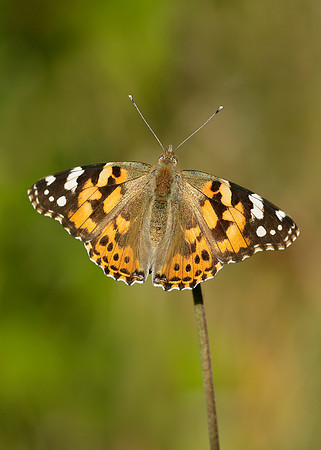 Painted Lady Vanessa cardui