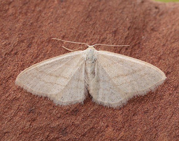 70.009 BF1709 Satin Wave Idaea subsericeata