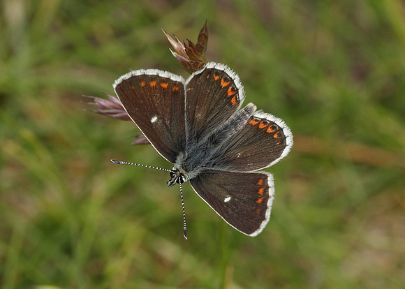 Northern Brown Argus Aricia artaxerxes artaxerxes