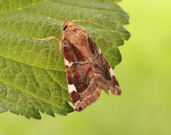 73.214 BF2317 White-spotted Pinion Cosmia diffinis