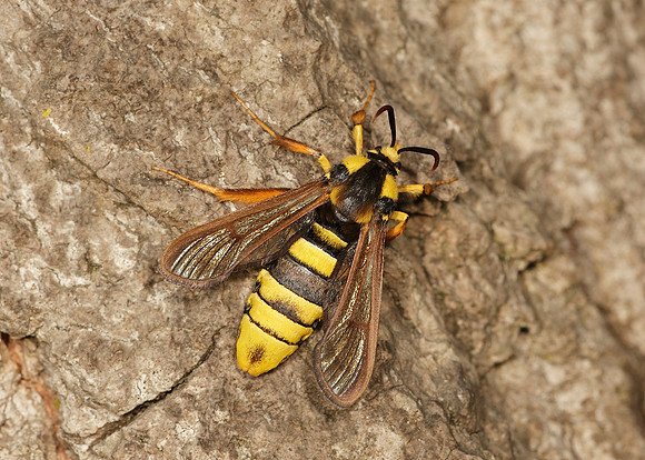 52.002 BF0370 Hornet Moth Sesia apiformis
