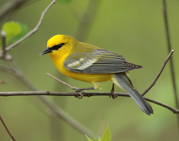 Blue-winged Warbler Vermivora cyanoptera