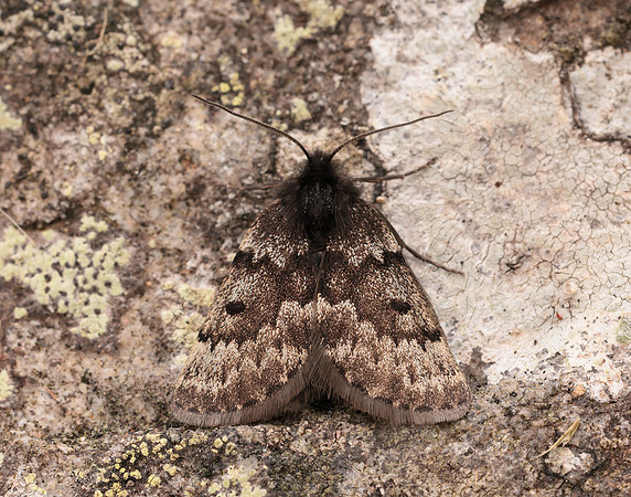 70.289 BF1965 Black Mountain Moth Glacies coracina