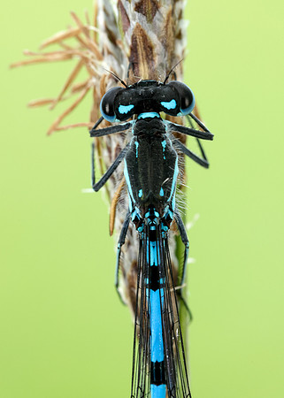 Variable Damselfly Coenagrion pulchellum