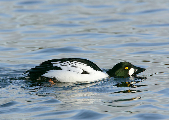 Goldeneye Bucephala clangula