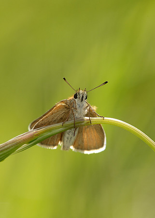Essex Skipper Thymelicus lineola