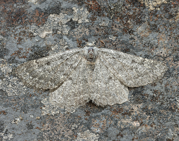 70.285 BF1963 Scotch Annulet Gnophos obfuscata