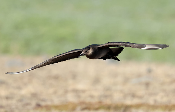 Arctic Skua Stercorarius parasiticus
