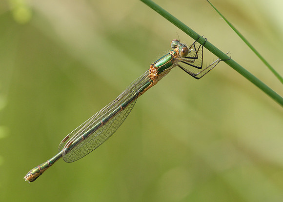 Emerald Damselfly Lestes sponsa