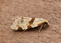 49.127 BF945 Aethes cnicana