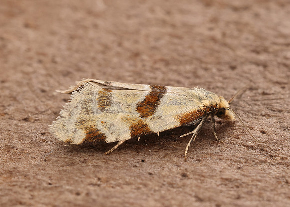 49.127 BF945 Aethes cnicana