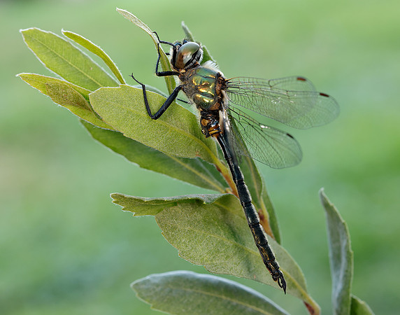 Northern Emerald Somatochlora arctica