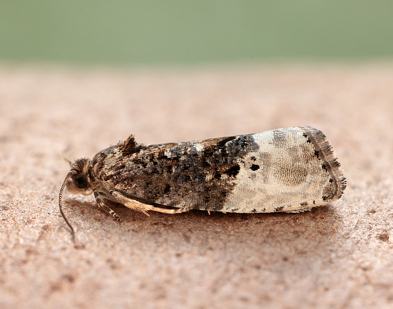 49.156 BF1083 Marbled Orchard Tortrix Hedya nubiferana