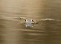 Common Toad Bufo bufo