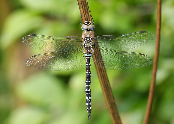 Migrant Hawker Aeshna mixta