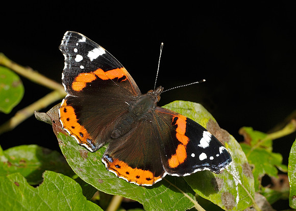 Red Admiral Vanessa atalanta