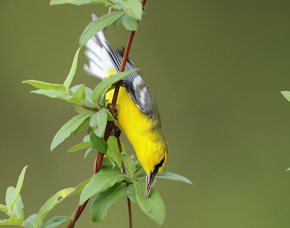 Blue-winged Warbler Vermivora cyanoptera