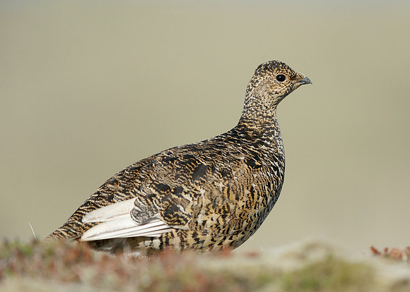 Ptarmigan Lagopus mutus