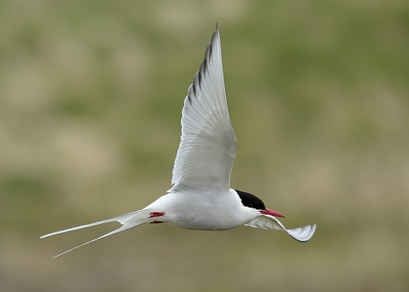 Arctic Tern Sterna paradisaea