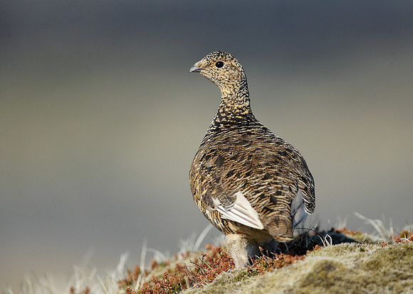 Ptarmigan Lagopus mutus