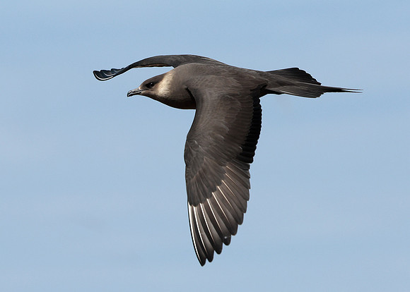 Arctic Skua Stercorarius parasiticus