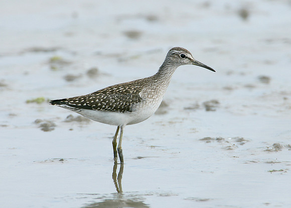 Wood Sandpiper Tringa glareola