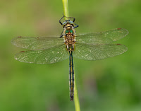 Brilliant Emerald Somatochlora metallica