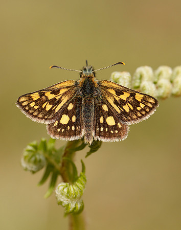 Chequered Skipper Carterocephalus palaemon