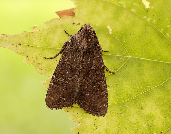 73.169 BF2343 Common Rustic Mesapamea secalis