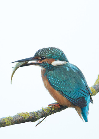 Kingfisher Alcedo atthis