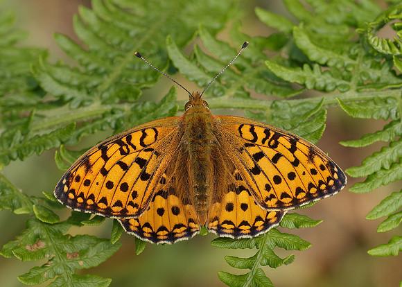 Dark Green fritillary Argynnis aglaja