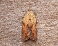 49.039 BF998 Light Brown Apple Moth Epiphyas postvittana